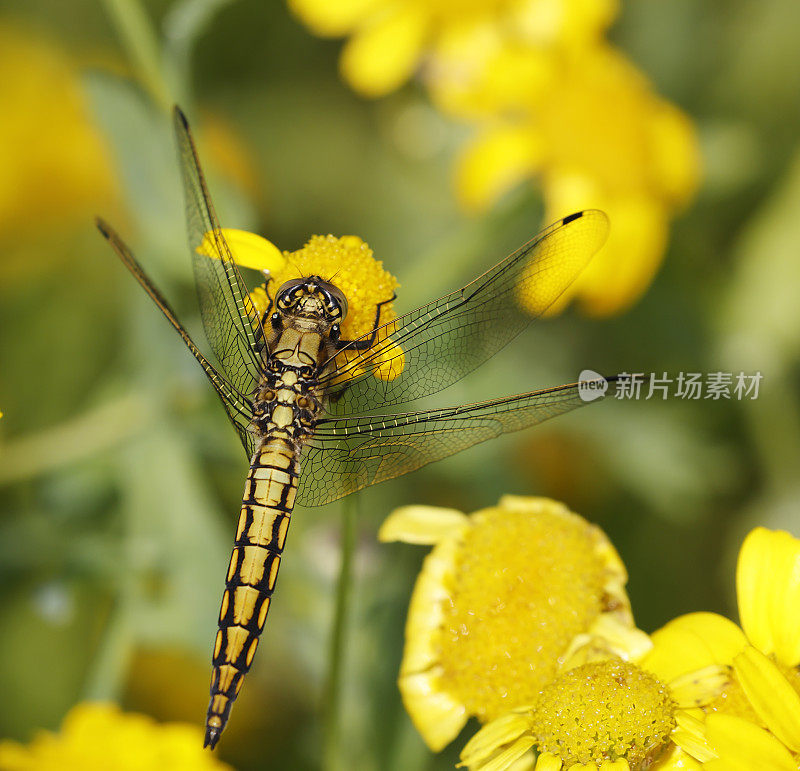 黑尾Skimmer蜻蜓(Orthetrum cancellatum)雌性